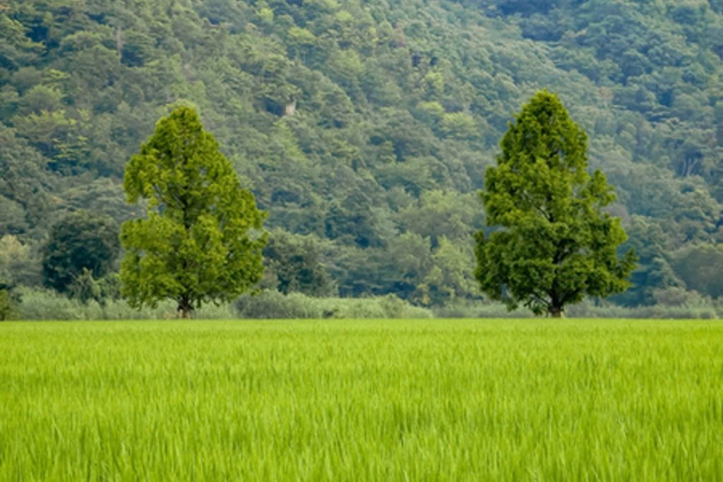 Shiga_Japan Creating_Photographs_for_the_Tourism_Business　copyright‗MTBS‗PHOTO